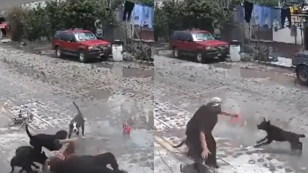 #VIDEO: Perros atacan a mujer de la tercera edad y la mandan al hospital