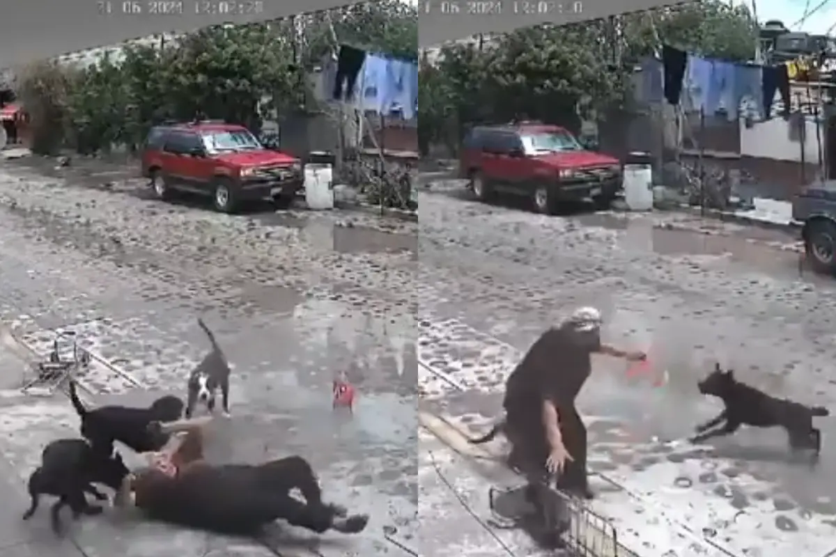 Perros atacando a mujer.  Foto: Captura de pantalla