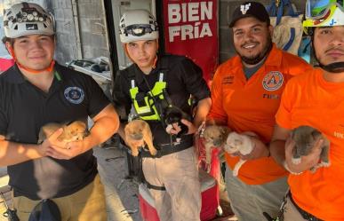 Rescatan a seis cachorros huérfanos tras azote de Alberto en Santa Catarina