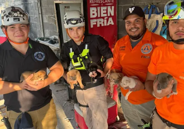 Rescatan a seis cachorros huérfanos tras azote de Alberto en Santa Catarina