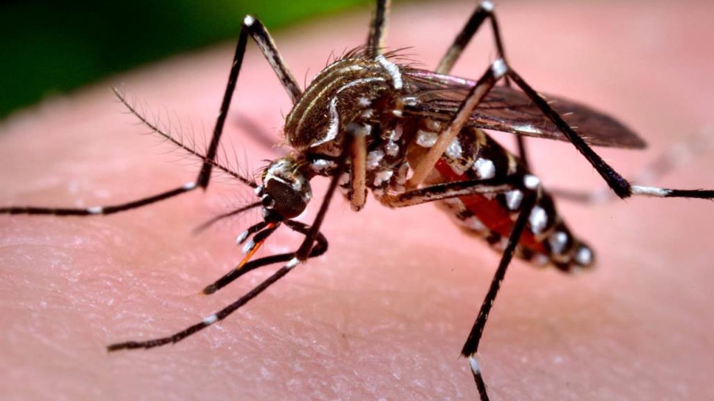 Alerta: Confirman 475 casos de dengue en Edomex