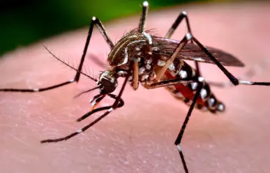 Alerta: Confirman 475 casos de dengue en Edomex