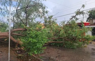 Turbonada en Mérida: ¡Árboles y postes caídos!