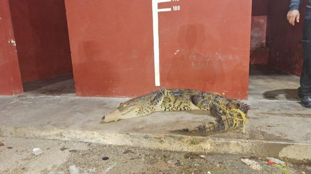 Capturan cocodrilo cerca de la carretera Mérida-Motul