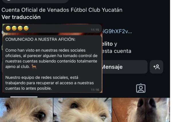 Venados de Yucatán,  hackeados: las cuentas oficiales del club fueron vulneradas