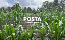 Hasta 4 mil pesos por hectárea de cultivo afectada en Edomex Hasta 4 mil pesos por hectárea de cultivo afectada en Edomex