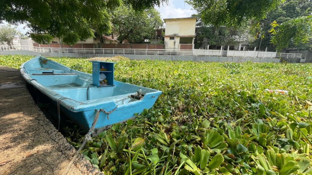 Lirio acuático invade el Canal de la Cortadura de Tampico