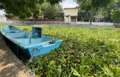 Lirio acuático invade el Canal de la Cortadura de Tampico