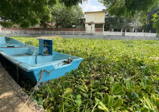 Lirio acuático invade el Canal de la Cortadura de Tampico