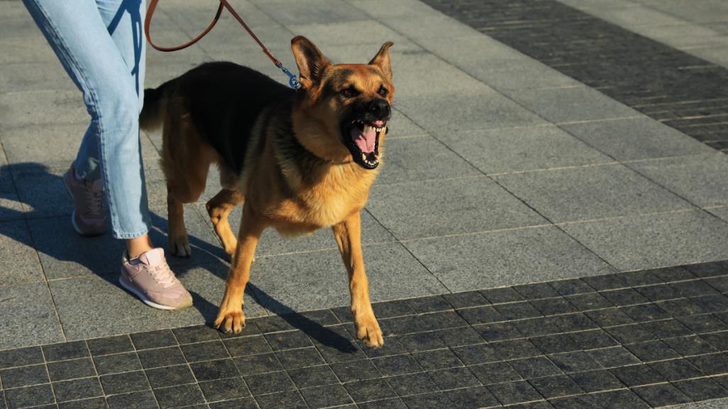 ¿De cuánto es la multa por ataque de perro en la CDMX?