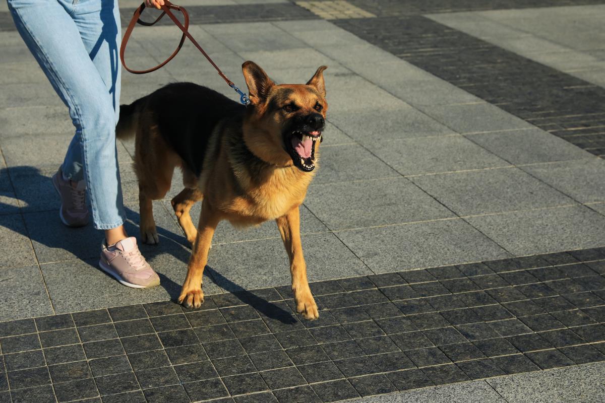 Perro agresivo. Foto: Especial