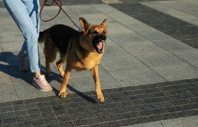 ¿De cuánto es la multa por ataque de perro en la CDMX?