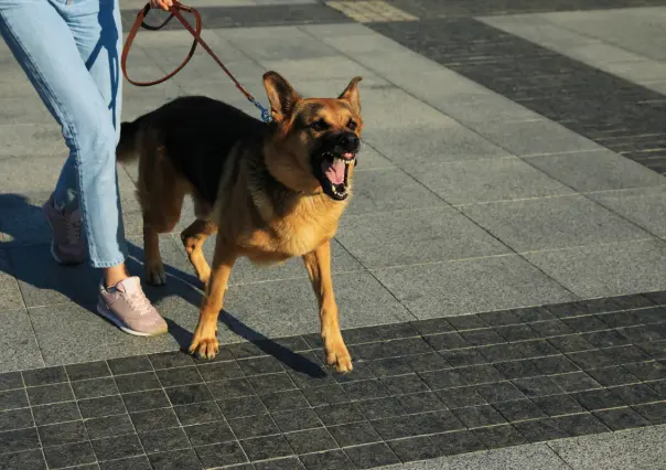 ¿De cuánto es la multa por ataque de perro en la CDMX?