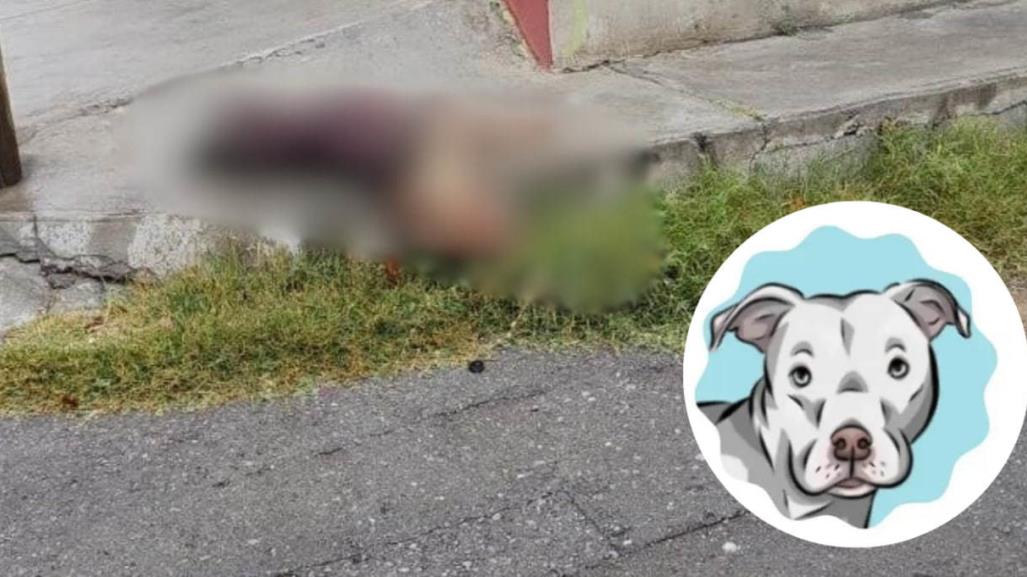 Justicia por Wero; lanzan petición en Change.org por perro asesinado en Saltillo