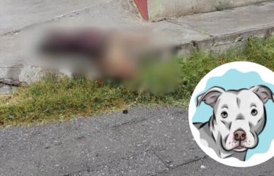 Justicia por Wero; lanzan petición en Change.org por perro asesinado en Saltillo