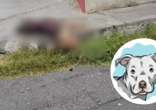 Justicia por Wero; lanzan petición en Change.org por perro asesinado en Saltillo