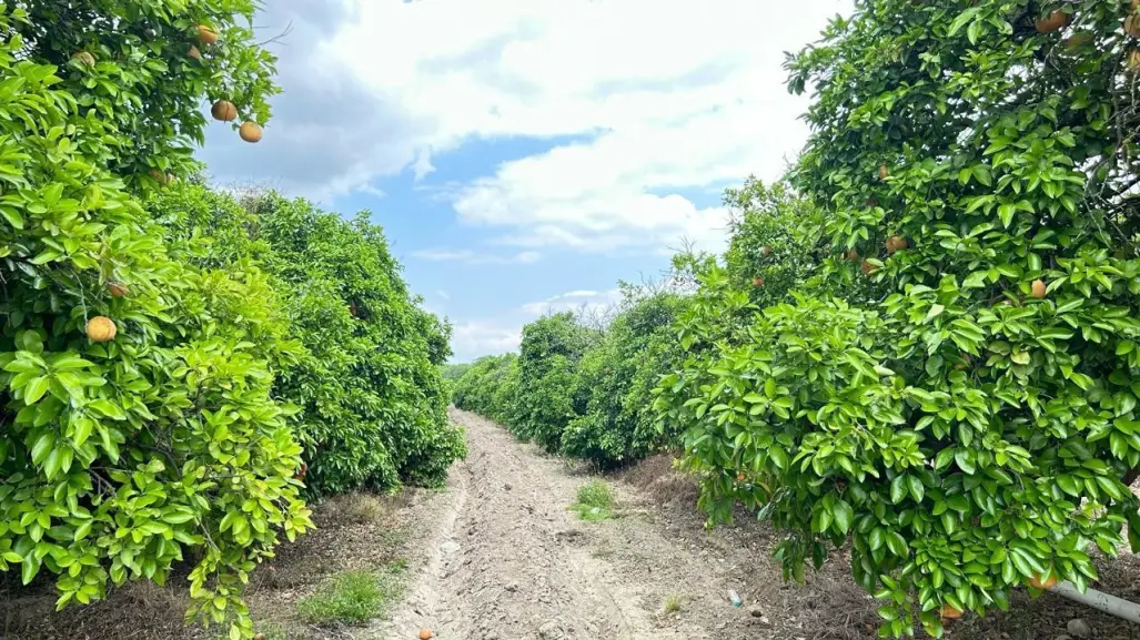 Consejo Agropecuario Nuevo León: modernización del riego y controles sanitarios