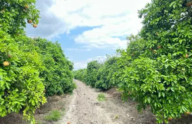 Consejo Agropecuario Nuevo León: modernización del riego y controles sanitarios