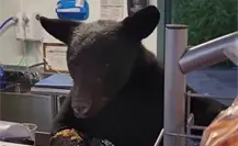 Se cuela oso negro en puesto de comida y ataca a empleada (VIDEO) Se cuela oso negro en puesto de comida y ataca a empleada (VIDEO)