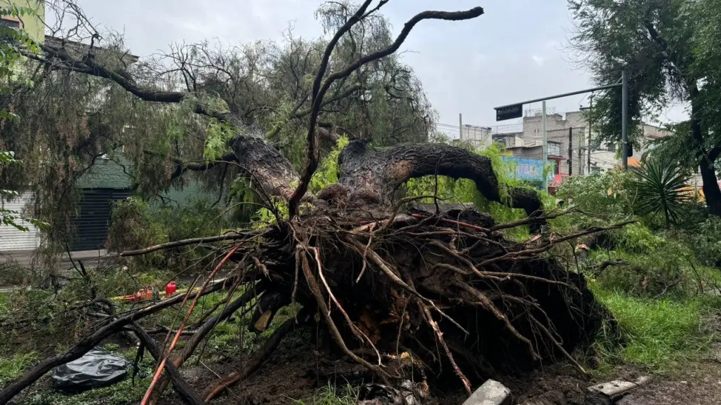 Cae árbol de más de 20 metros de altura y derriba cables de luz en GAM