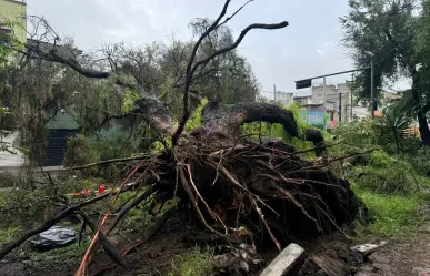 Cae árbol de más de 20 metros de altura y derriba cables de luz en GAM