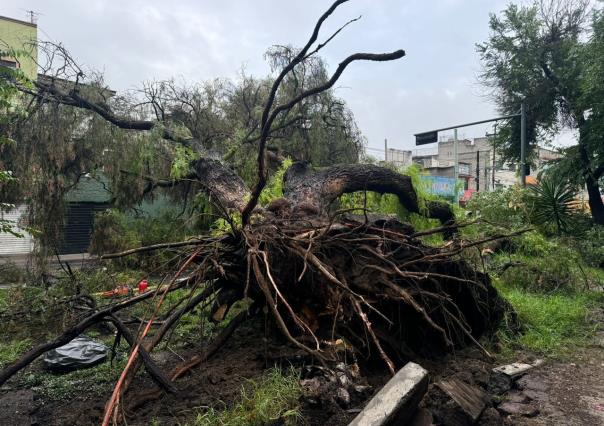 Cae árbol de más de 20 metros de altura y derriba cables de luz en GAM