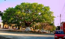 Día Mundial del Árbol: Mitos y leyendas de la Ceiba y otros árboles de Yucatán