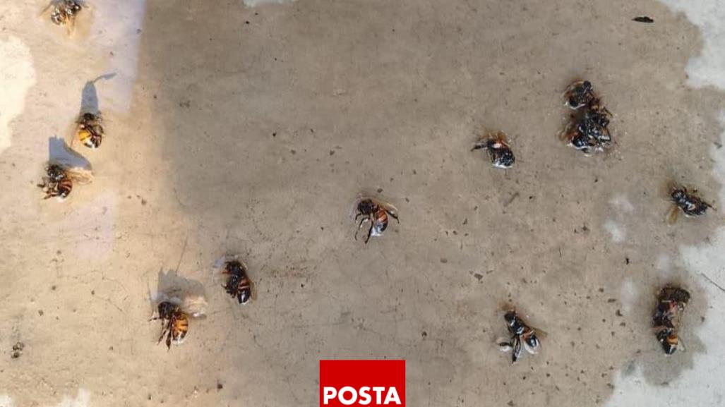 Abejas africanas atacan a familia y matan a más de 20 animales en Veracruz