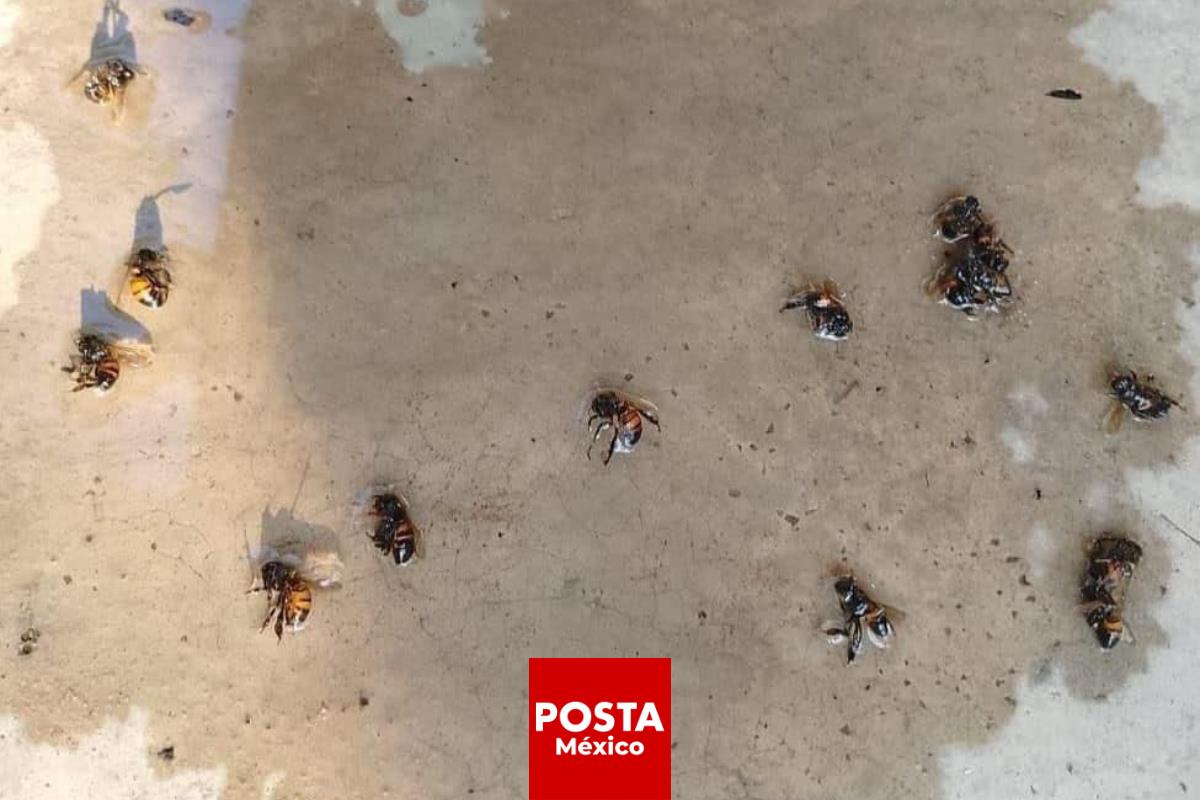 Abejas africanas atacan a familia en Veracruz. Foto: Aarón López Hernández