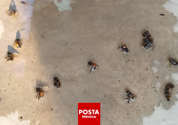 Abejas africanas atacan a familia y matan a más de 20 animales en Veracruz