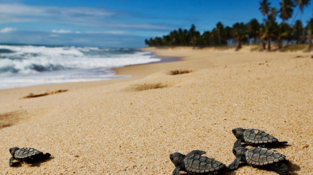 Policía Ecológica y vecinos salvan a tortugas recién nacidas