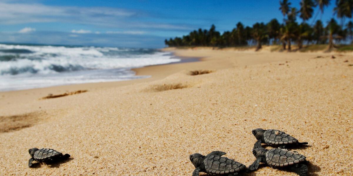 Grupo de tortugas recién nacidas buscando el mar. Foto: Redes sociales