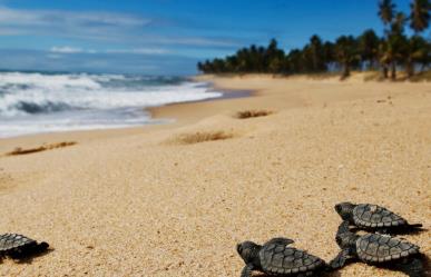 Policía Ecológica y vecinos salvan a tortugas recién nacidas