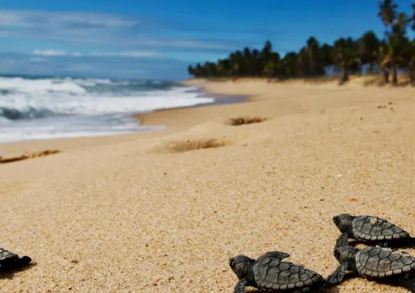 Policía Ecológica y vecinos salvan a tortugas recién nacidas