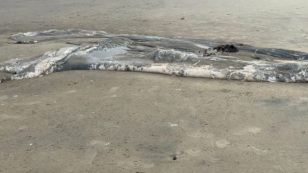 Mar arrojó piel de ballena jorobada en Playas de Tijuana | VIDEO