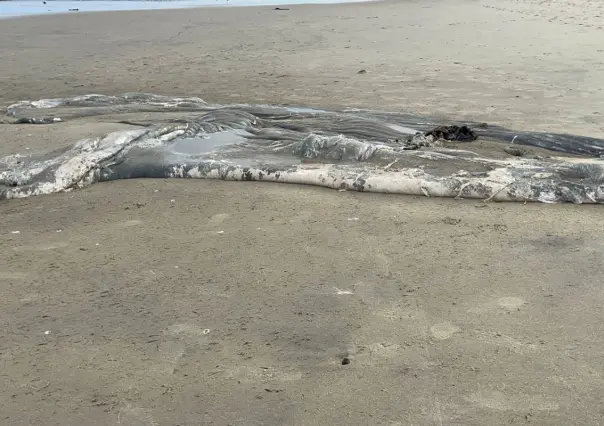 Mar arrojó piel de ballena jorobada en Playas de Tijuana | VIDEO