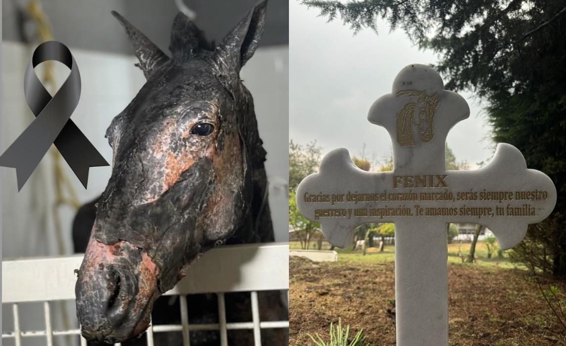 Caballo Fénix fallece a causa de las quemaduras causadas por un incendio forestal. Foto: Twitter @sereslibres_mx