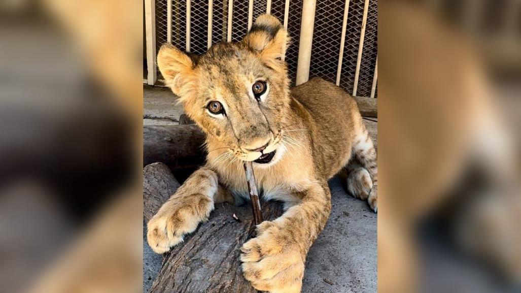 Se queda en casa Carlitos, el león africano que nació en el Sahuatoba