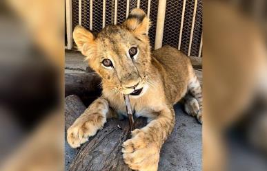 Se queda en casa Carlitos, el león africano que nació en el Sahuatoba