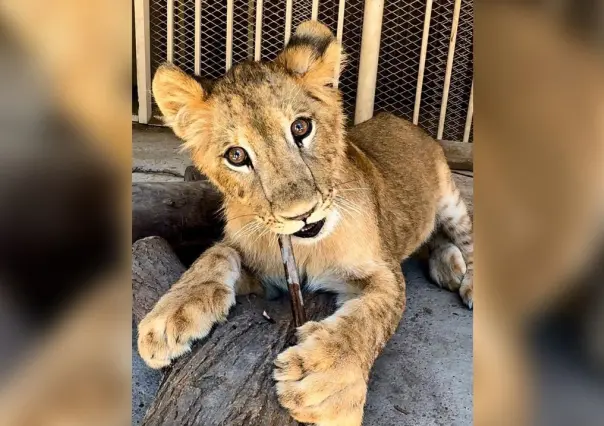 Se queda en casa Carlitos, el león africano que nació en el Sahuatoba