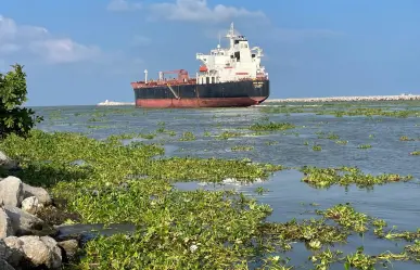 Lirio acuático llega antes que turistas a la Playa Miramar