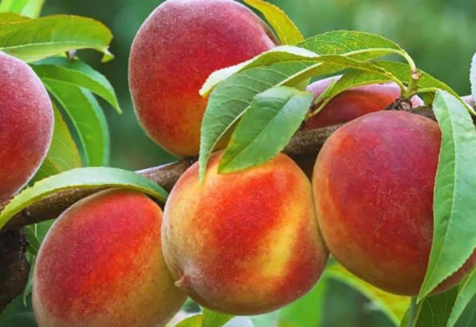 Melocotónes creciendo en un huerto de España. Foto: ADN