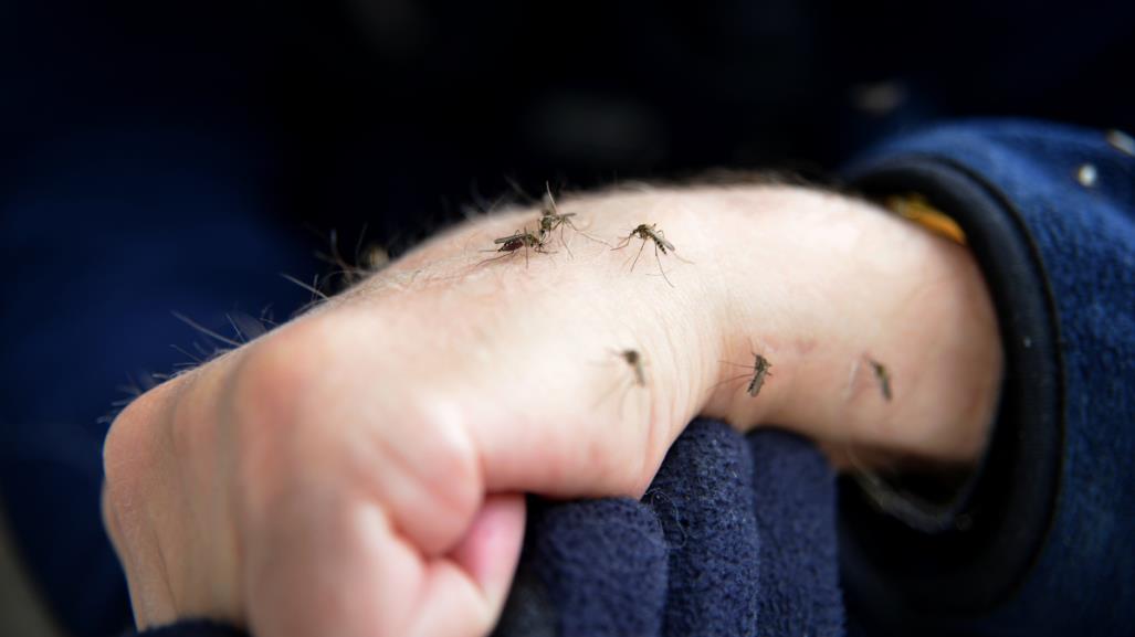 ¡Atención! Evita estos colores en la ropa si no quieres atraer a los mosquitos