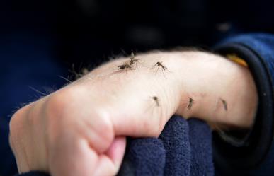 ¡Atención! Evita estos colores en la ropa si no quieres atraer a los mosquitos