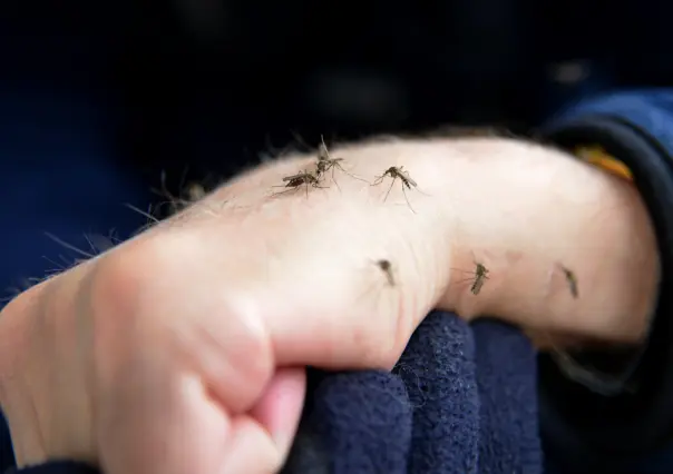 ¡Atención! Evita estos colores en la ropa si no quieres atraer a los mosquitos