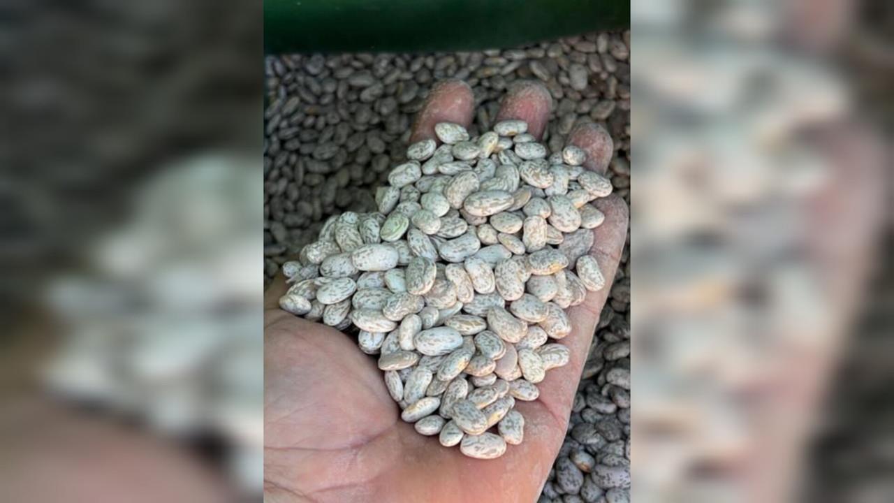 Altos costos de la semilla de frijol afectarán siembra este año