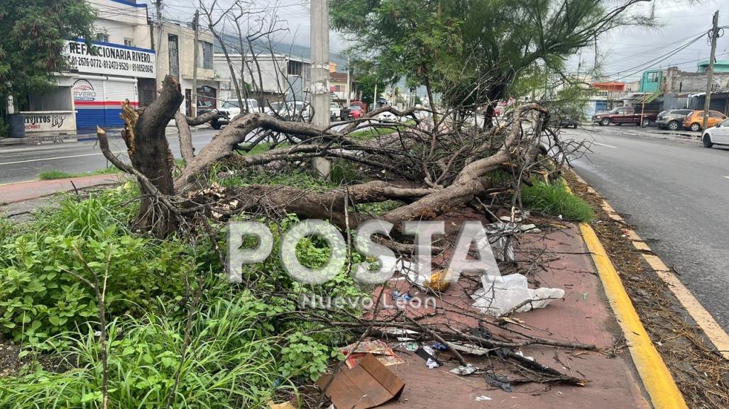 Árboles obstruyen camellón en Monterrey