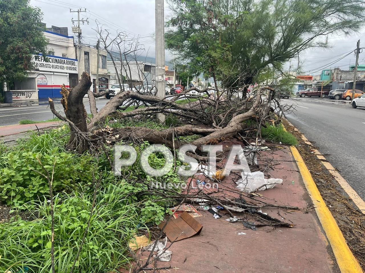 La tormenta tropical “Alberto” ocasionó muchos desastres naturales, uno de ellos fue la caída de árboles.Foto. Rafael Enriquez