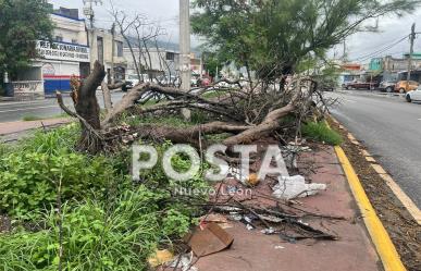 Árboles obstruyen camellón en Monterrey