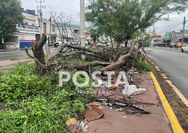 Árboles obstruyen camellón en Monterrey